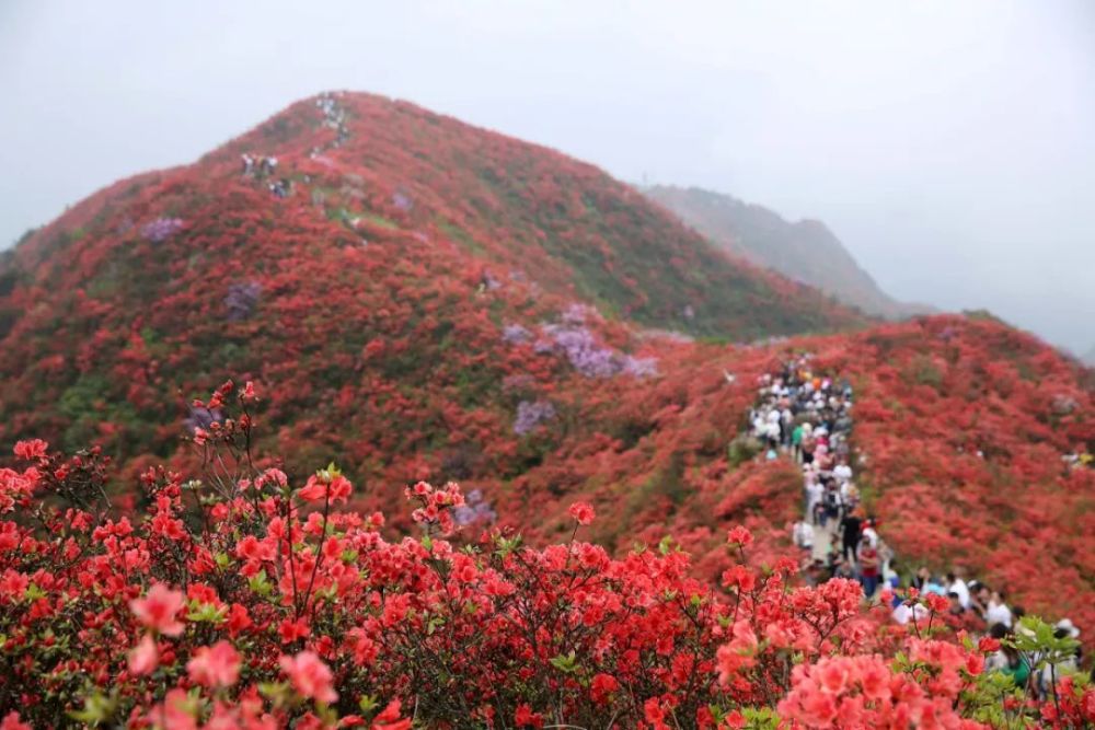 貴州居然有這麼多杜鵑花海,你去過幾個?_騰訊新聞