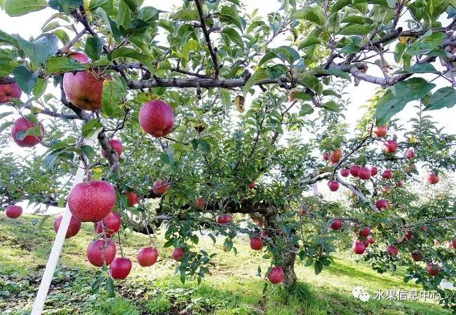 探索苹果产业的极致 闻名世界的弘前苹果公园 腾讯新闻