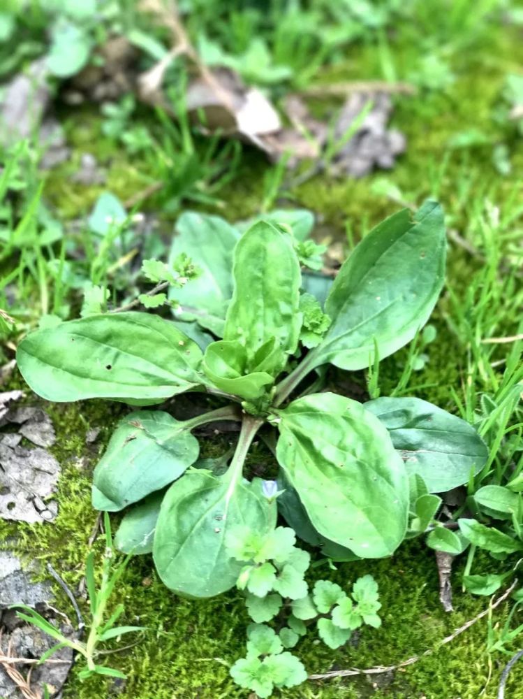 春游江淮请您来丨楚布揪jiu子您吃过吗