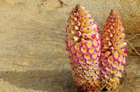 新疆和田,北纬37°诞生的人间瑰宝——管花肉苁蓉|管花肉苁蓉|肉苁蓉|