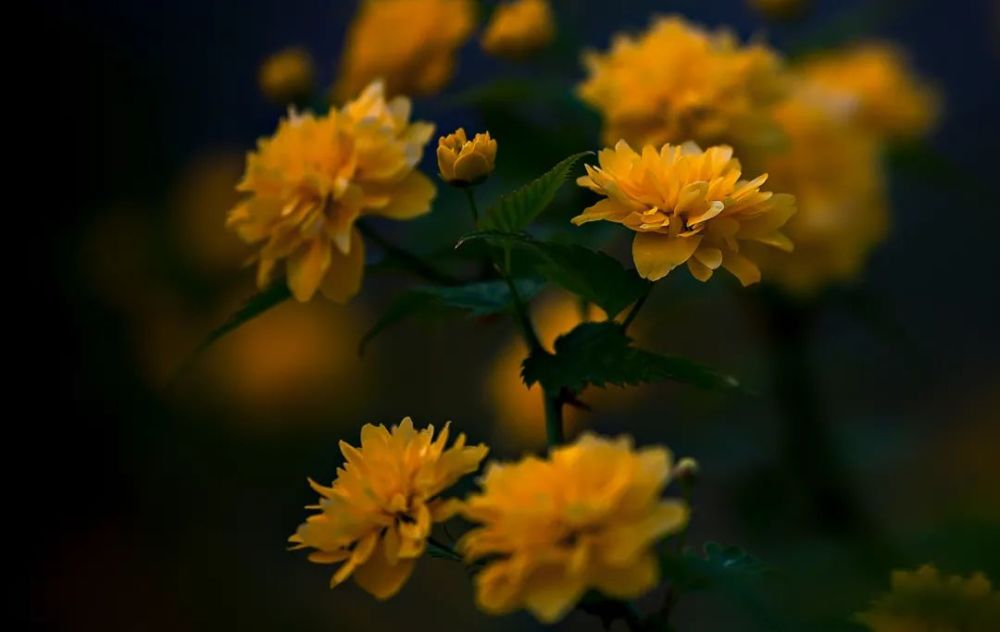 棣棠花,植物園西邊,連翹花旁邊黃刺梅刺玫,園門邊上牡丹蜀葵天人菊