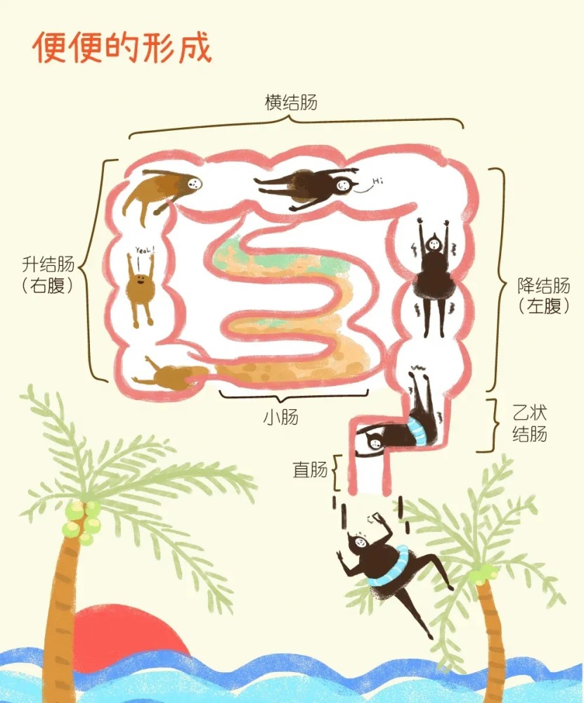 若是因某些因素影响正常肠道蠕动,导致排便困难,就称为便秘