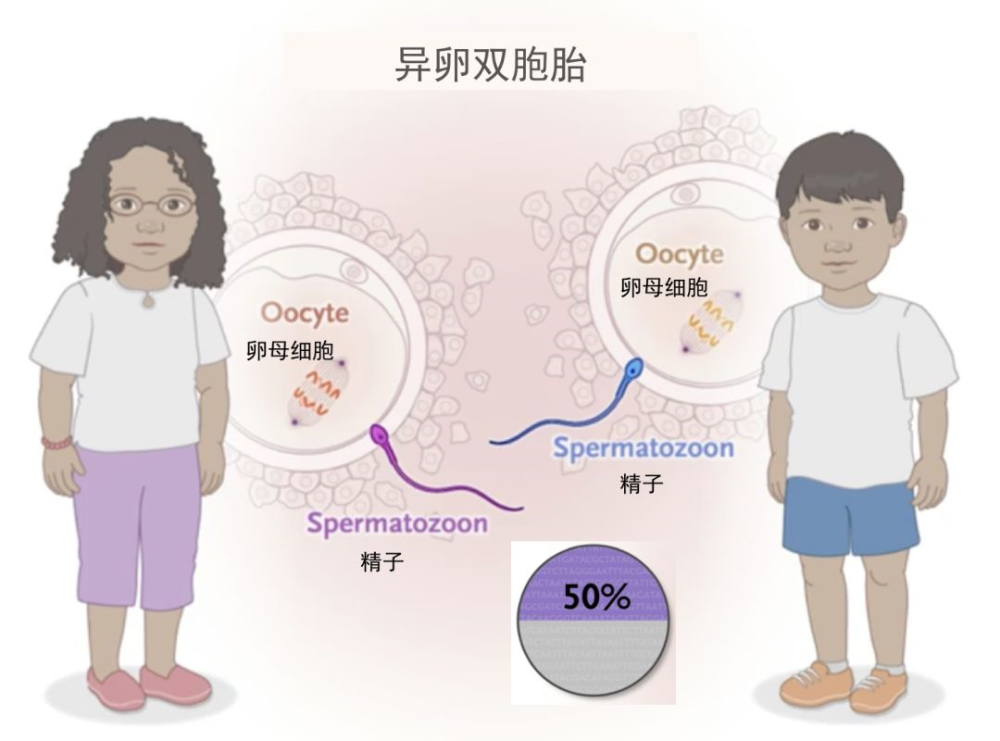 异卵双胞胎怀孕卡通图片