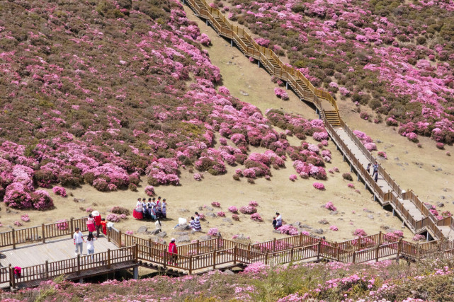 从春天到夏天 从3月到8月 最适合拍照的野生云南花海