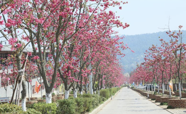 从春天到夏天 从3月到8月 最适合拍照的野生云南花海 腾讯网