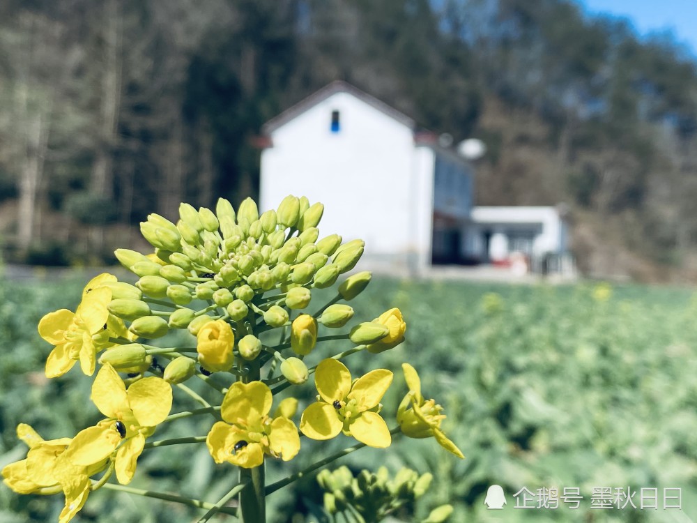 三月的汉中原野,明媚绚烂,树绕村庄,有桃花