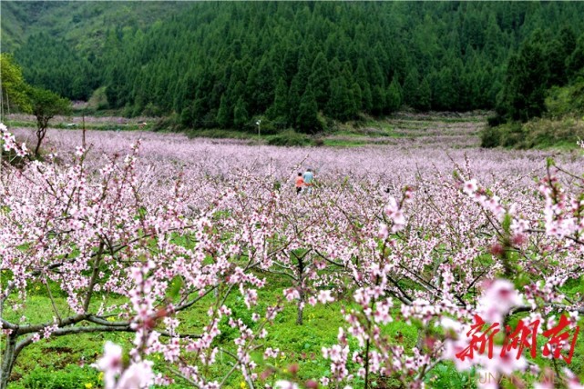 永顺县石堤镇友谊村桃花盛开迷人眼