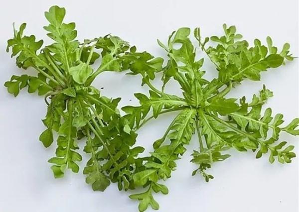 这种东西千万别吃!严重可致死