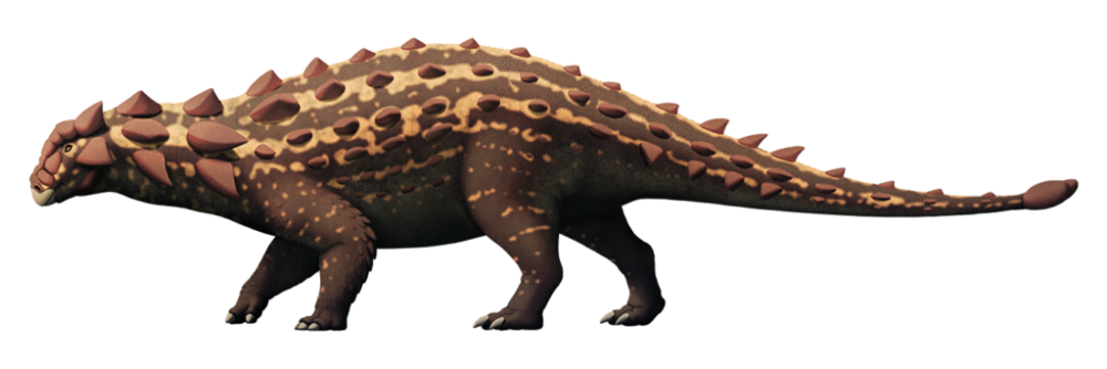 图注:根据已有化石复原的甲龙类恐龙,图片来自论文编号为mpc-d 100