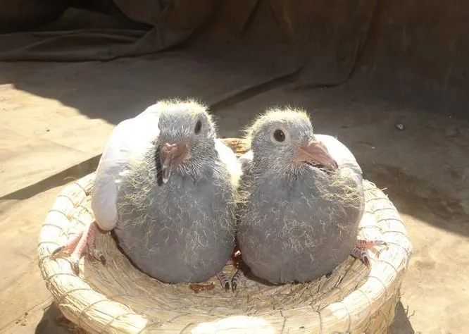 幼鸽断了鸽乳之后这些饲养细节要留心