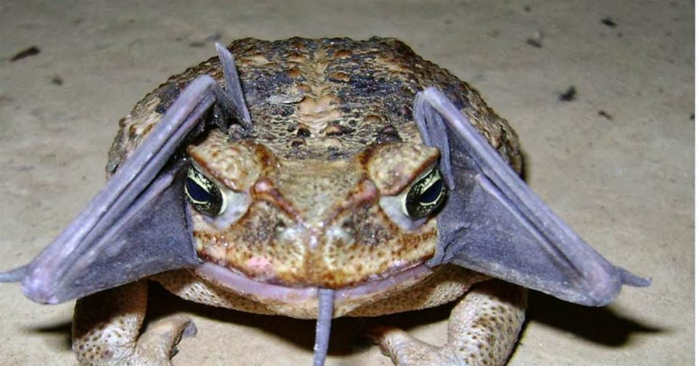 巨型蛤蟆在澳洲泛滥至15亿只连鳄鱼都被毒翻