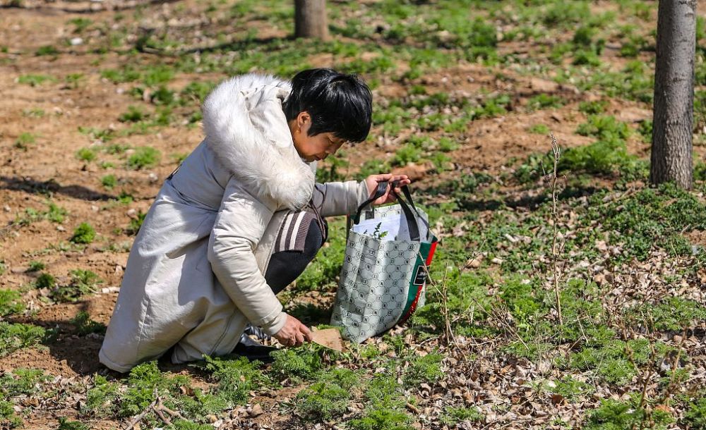 河北邯郸老人树林里挖野生荠菜