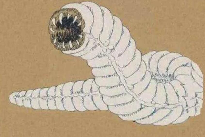 蒙古死亡蠕虫存在吗图片