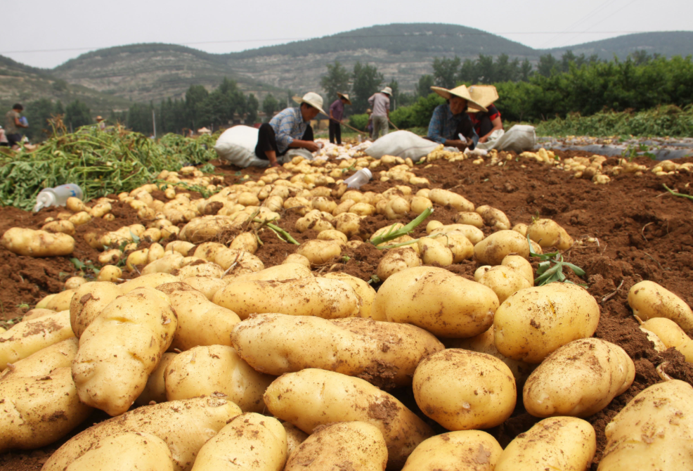 这片沙漠"有点惨",被中国人拿来种植土豆,居然还是大"丰收"_腾讯新闻