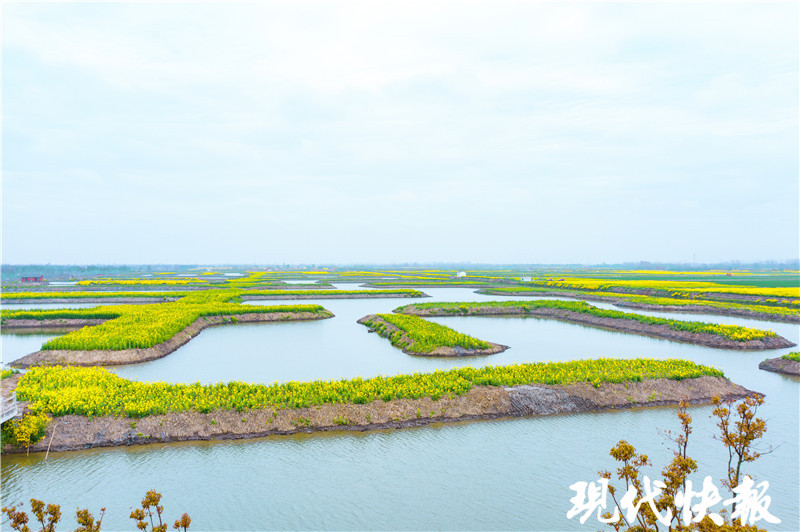 3月27日 来盐城大纵湖邂逅 水上云彩湖塘花海 腾讯新闻