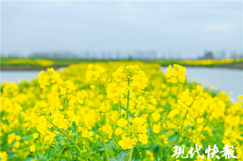 3月27日 来盐城大纵湖邂逅 水上云彩湖塘花海 腾讯新闻