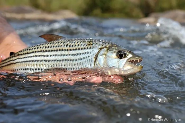 全球13的淡水魚瀕臨滅絕