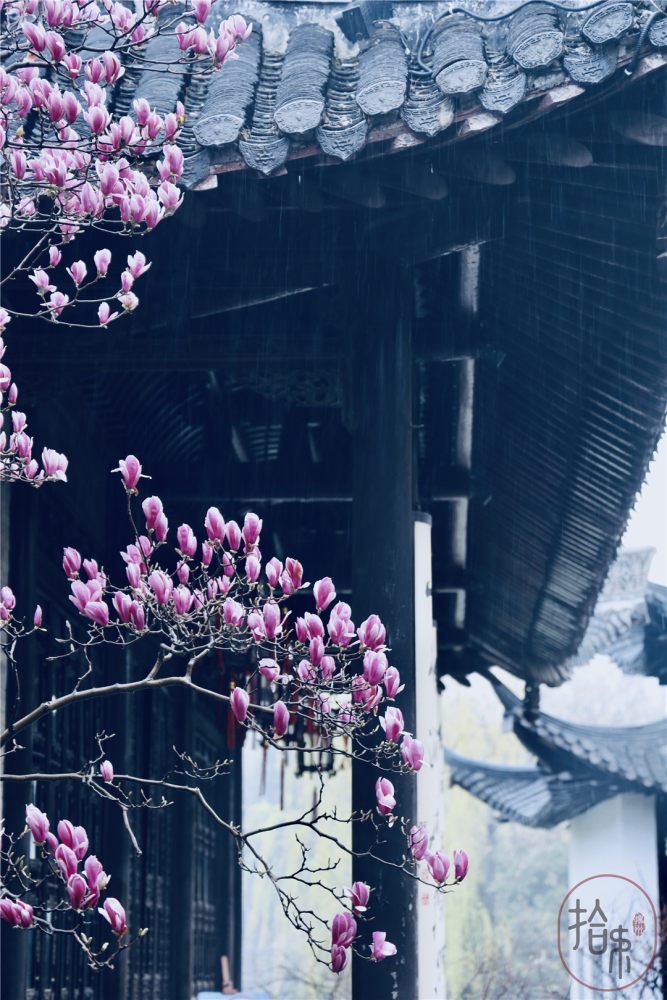 春雨绵绵不来古城,怎知园林之美,不来园林,怎知春色如许.