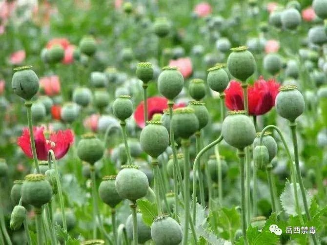 罂粟花还有个"姐妹花—虞美人,它俩外形相似,大多数人都区分不了.