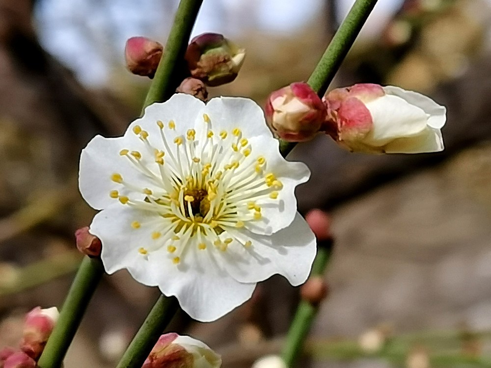 北京中山公园的梅花已悄然绽放花香怡人