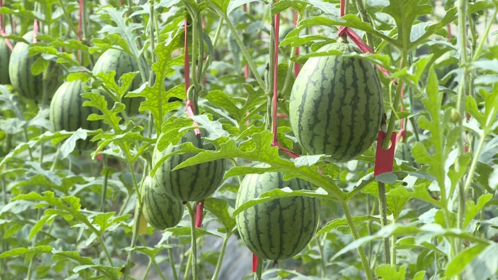 彩虹西瓜早上市抢占市场卖高价