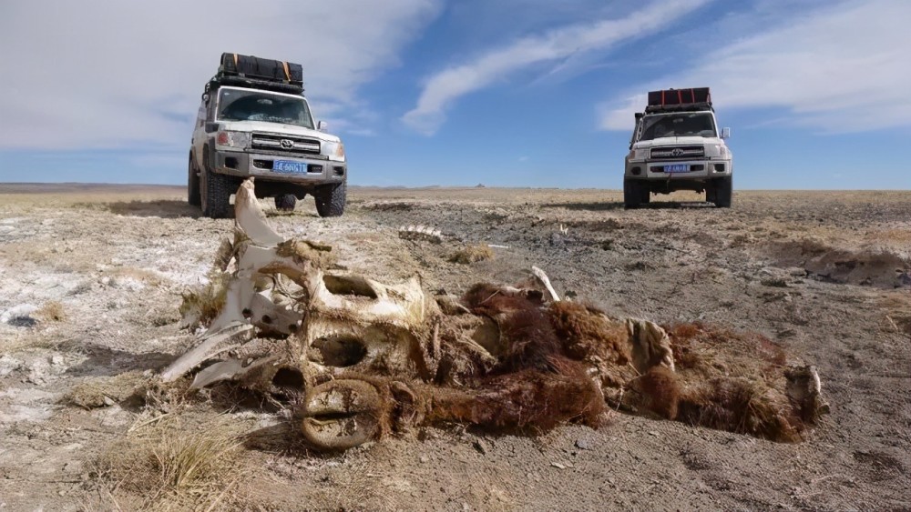 中国面积最大无人区可可西里到底多危险过来人最好别去