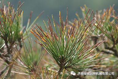 松针褐斑病的发生规律和防治技术松树针叶黄褐色枯死怎么回事