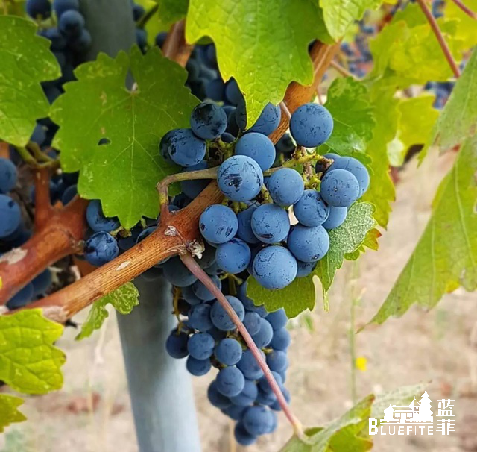 酿酒葡萄中的王后美乐