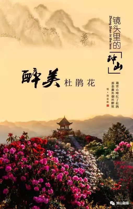 镜头里的钟山十四五天生湖花中唯杜鹃