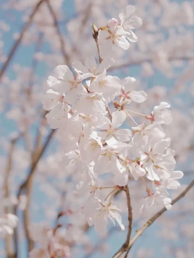 全国赏樱地图出炉 三月花海惹人醉 正是樱花烂漫时 腾讯新闻