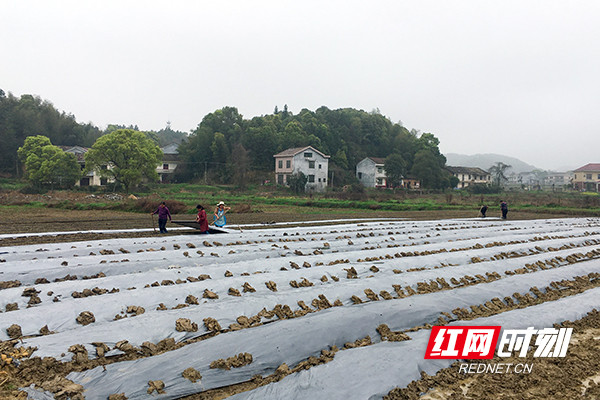 在醴陵板杉镇寨下村,150余个蔬菜大棚里,花开成海