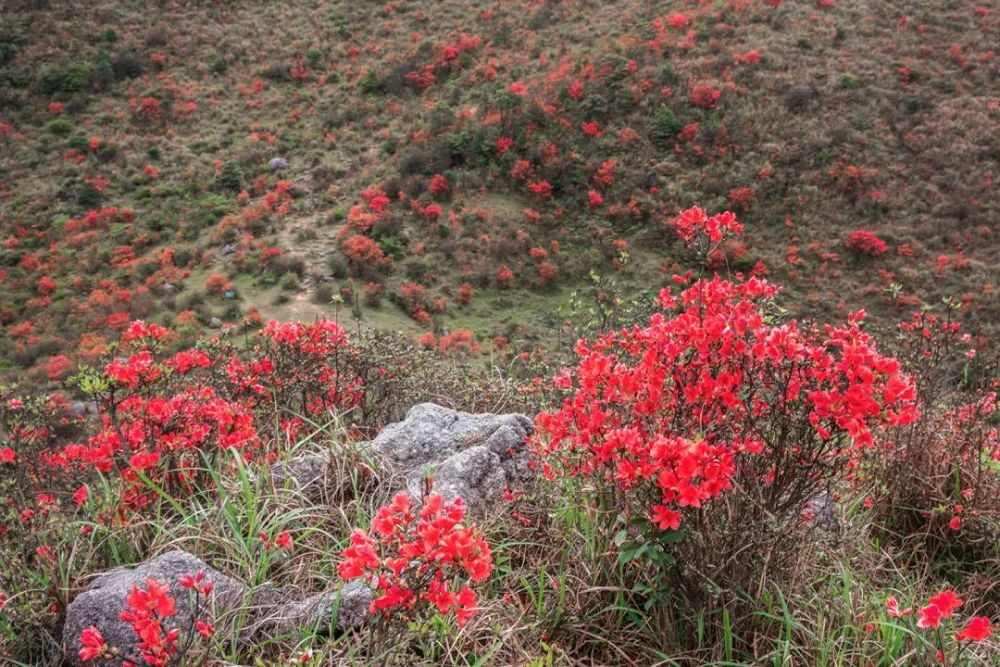 攝影愛好者蜂擁而至紅杜鵑花開遍野是來天露山賞高山野生杜鵑花海的