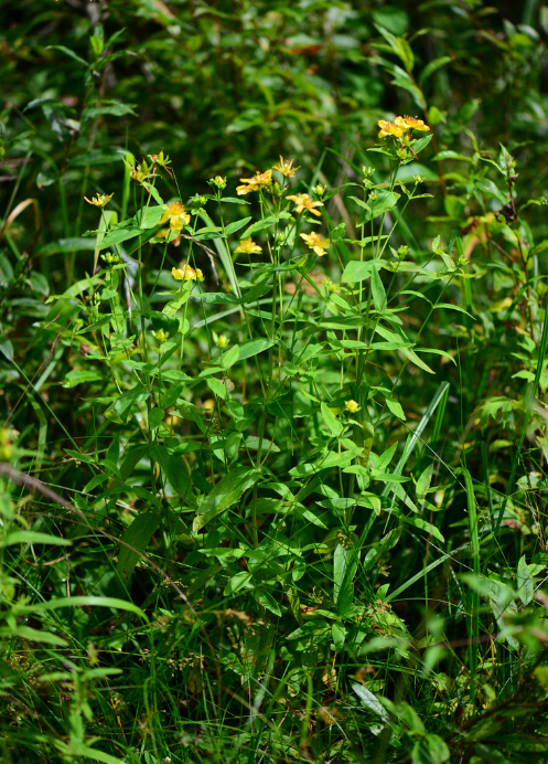 荒野维生野菜系列黄海棠