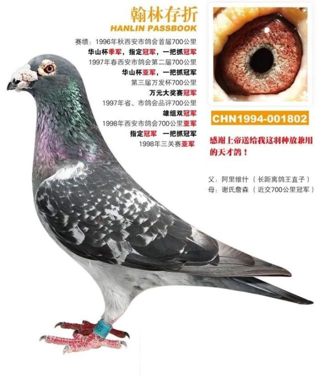 好鸽打卡无环种鸽西安翰林院鸽舍胡刚老师