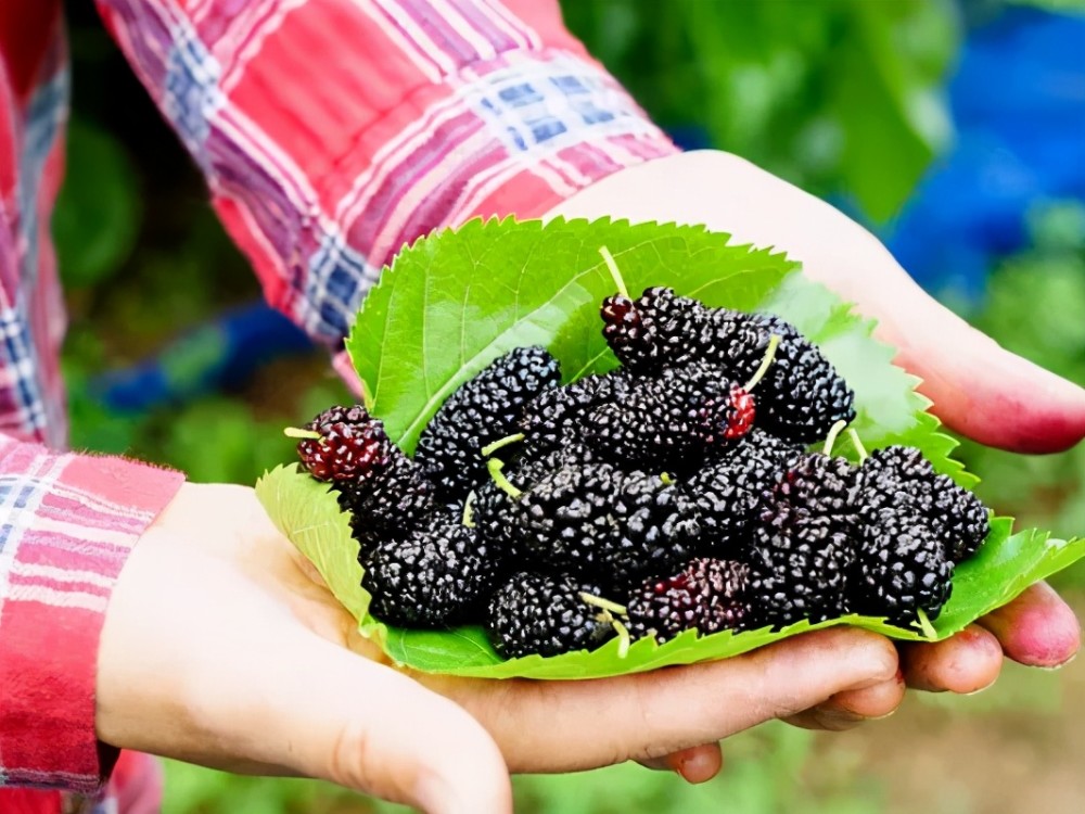 桑葚采摘当季 一斤桑葚泡多少白酒最佳 需要泡多少时间 腾讯新闻