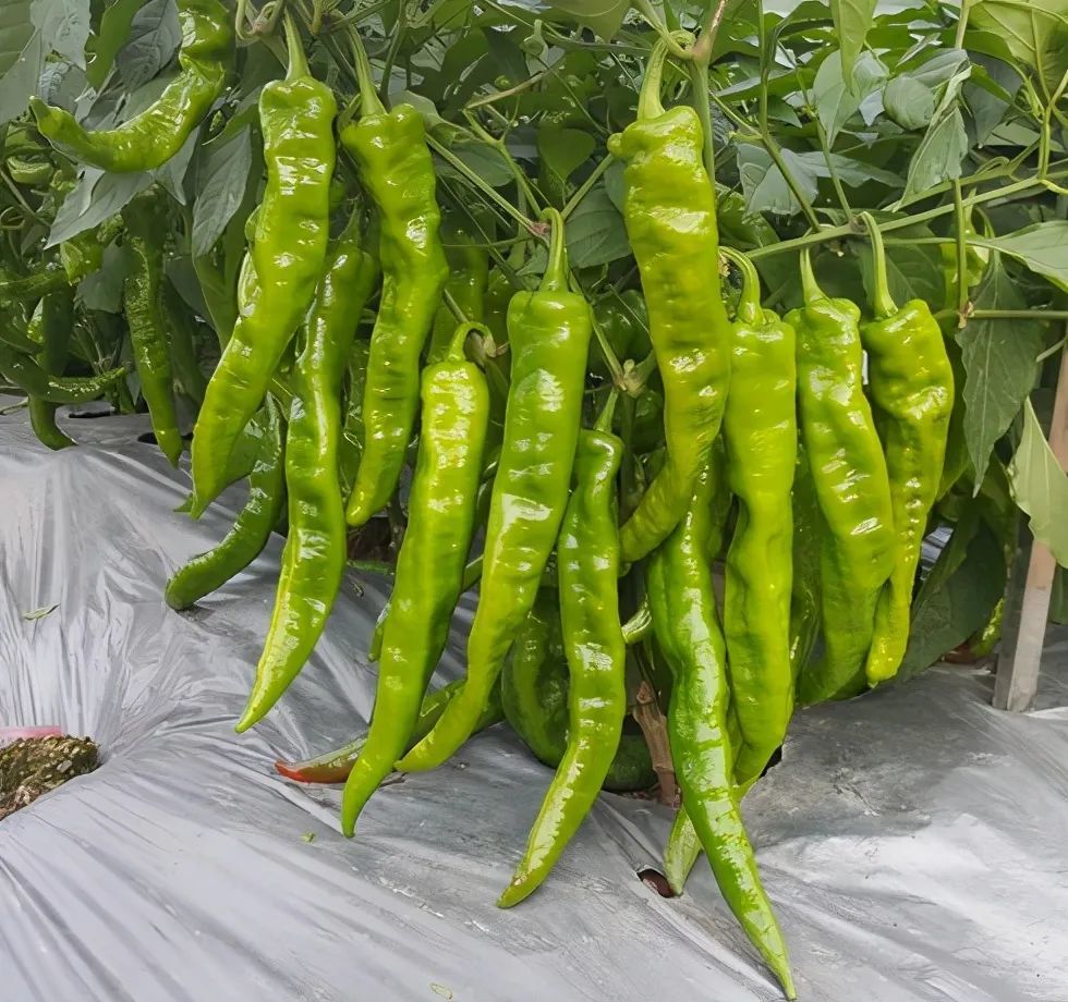 川椒大脆椒辣椒种子