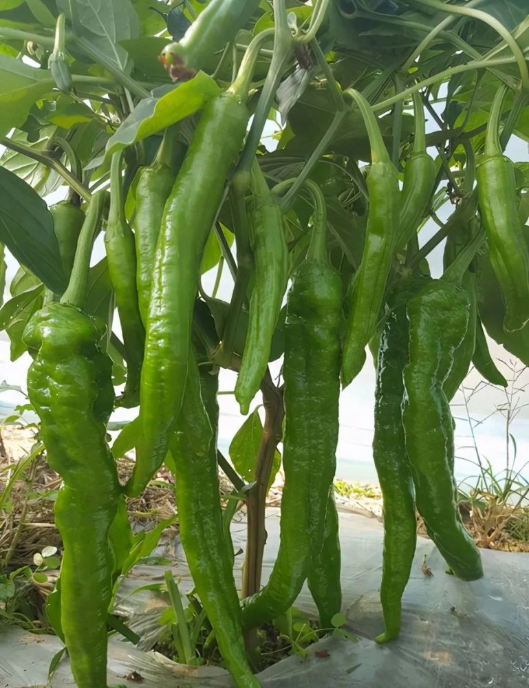 川椒大脆椒辣椒种子