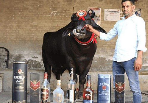 名叫苏丹的这头牛,其实是一只生活在印度富裕家庭中的宠物,你还别说