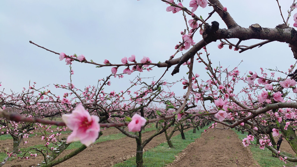 罗学成邂逅新野桃花节