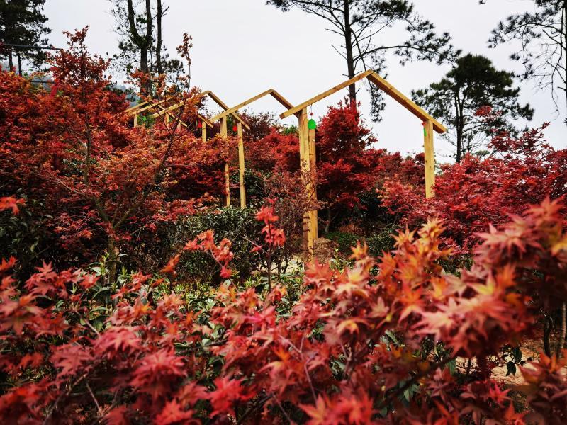 秋冬红叶多见 春天的红叶你赏过没 来韶关新丰县岭南红叶世界吧 腾讯新闻