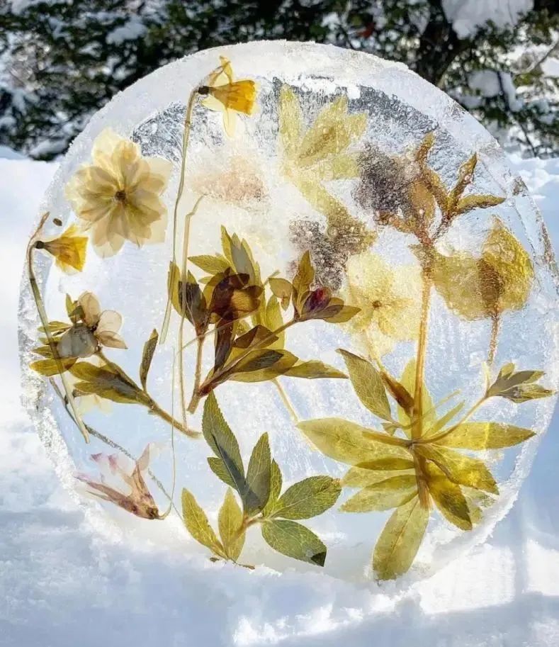 今年最流行的冻冰花,美上热搜,贼好看!_腾讯新闻