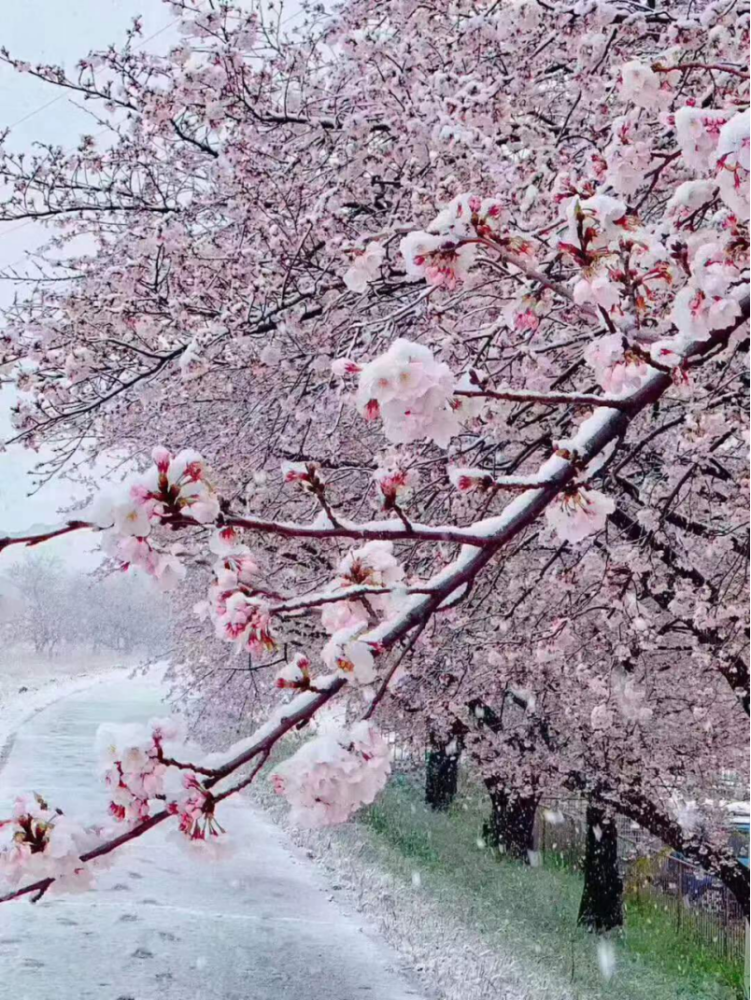 三月,日本东京落樱如雪,美得让人窒息_腾讯新闻