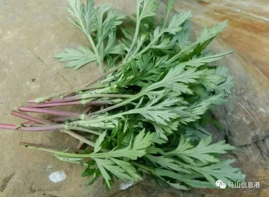 为什么很多马山人喜欢"自讨苦吃",看了你就明白!