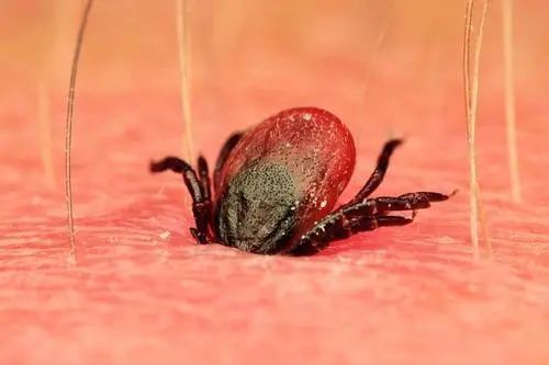 蜱虫,就是传说中的草爬子,是吸血类昆虫,表面通常呈红褐色或者黑褐色