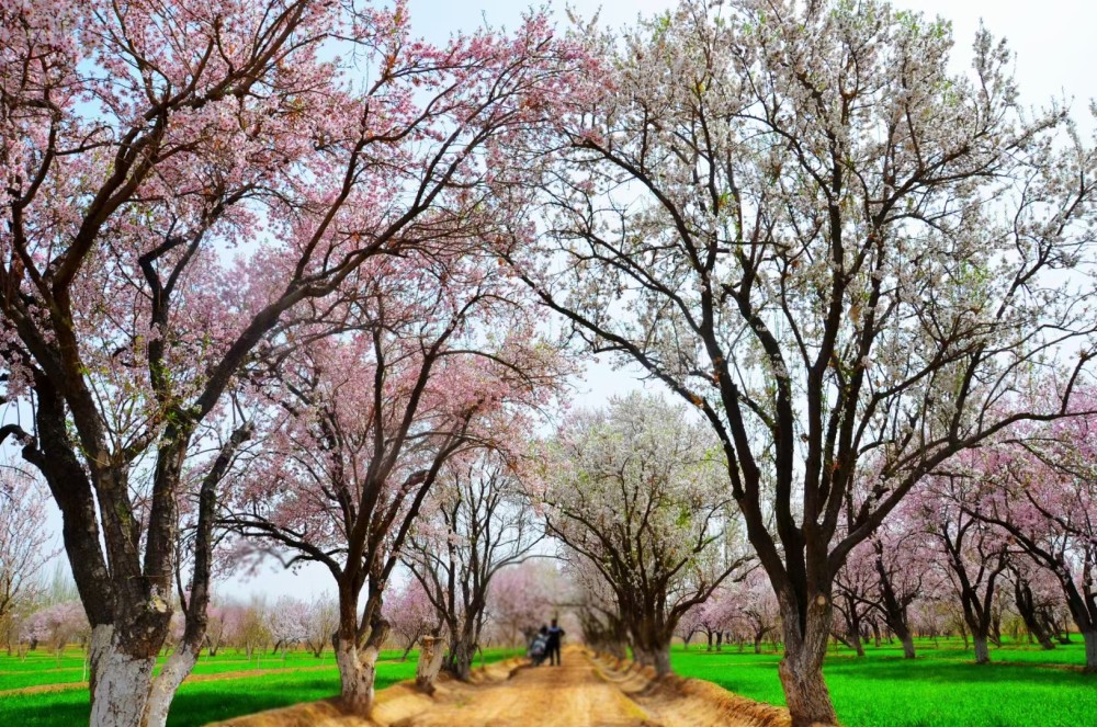 三月大同乡杏花如期而至