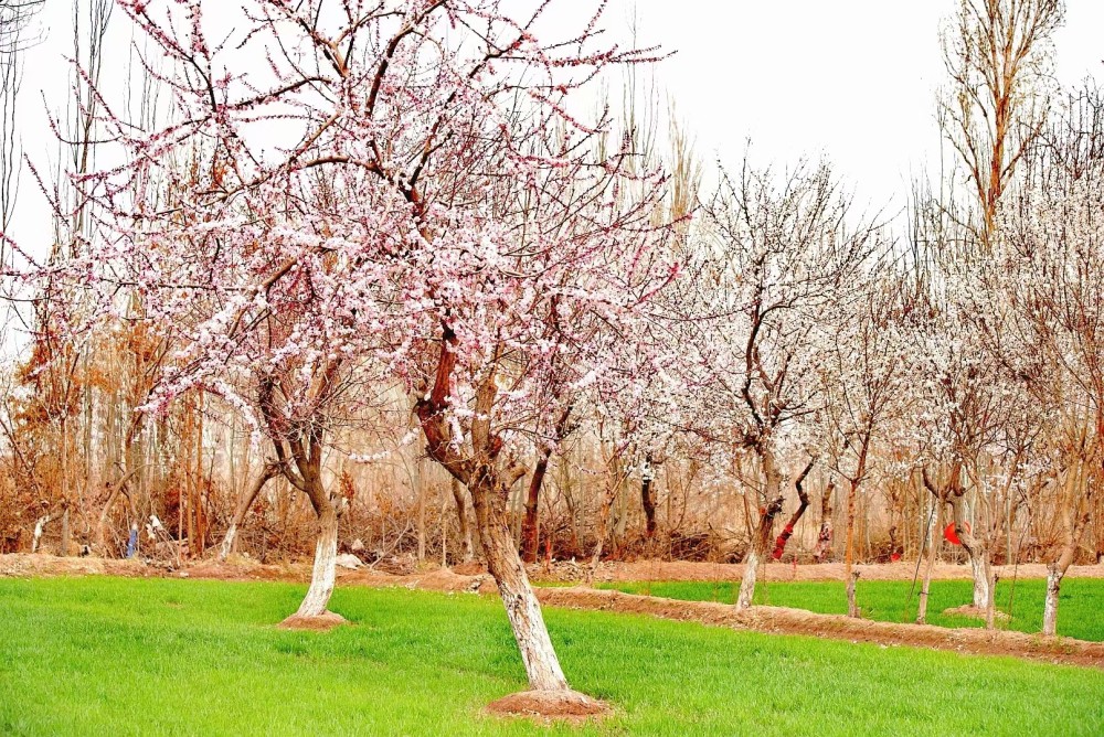三月大同乡杏花如期而至