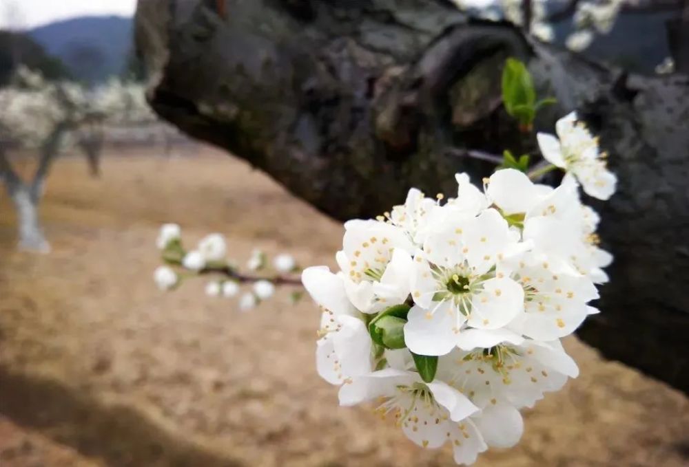 都道醉李好吃 却不知这醉李花也是极美 洁白的花儿摇曳生姿 朵朵纯净