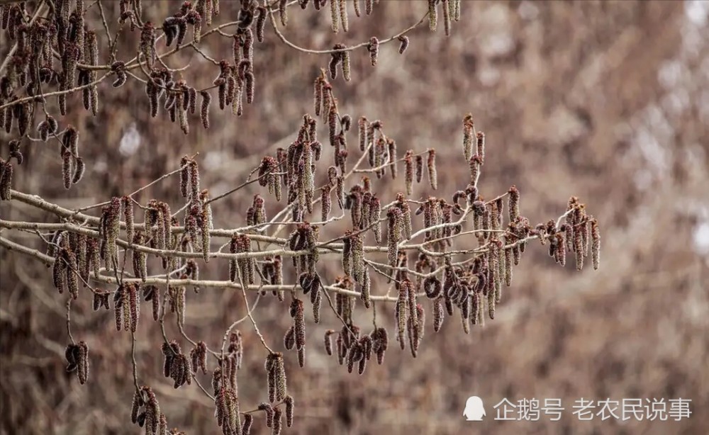 农村春天常见杨树芒竟是野菜脆香可口价值高你吃过吗