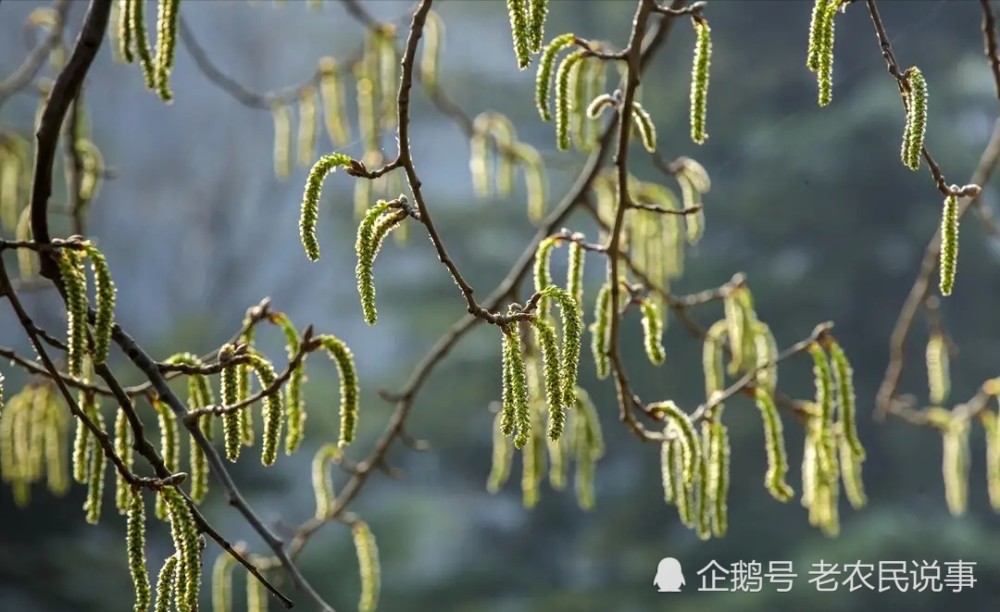 農村春天常見楊樹芒竟是野菜脆香可口價值高你吃過嗎