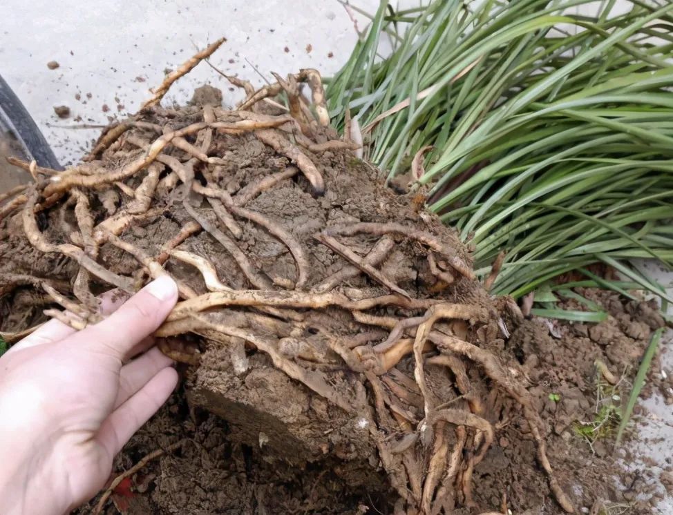 给花换完盆要不要浇水这叫定根水只有1类植物不用浇